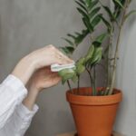 Consejos prácticos para mantener tus plantas de interior saludables todo el año