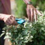 Consejos para mantener un jardín saludable durante todo el año